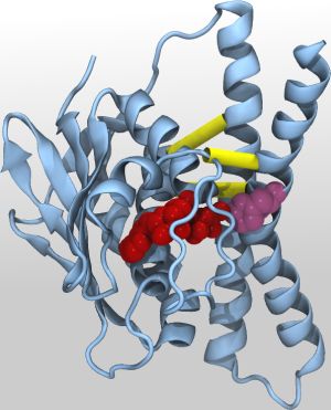 Abbildung zeigt Anordnung des Sensor-Histidinkinase-Proteins