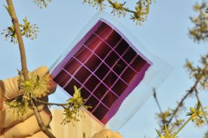 Flexibles organisches Solarmodul auf Kunststofffolie, hergestellt am KIT.(Foto: Andreas Pütz) 