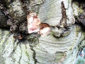 In dem Baumstamm, der an einer durch Veredelung entstandenen Schweißnaht ausgestanzt ist, kann der von Rinde umgebene Riss identifiziert werden – ein klarer Risikoindikator. (Foto: Sachverständigenbüro Braukmann)