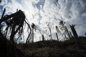 Zerstörung durch Starkwind: eine neue Forschergruppe befasst sich mit der  Prävention von Extremereignissen durch Fernerkundung. (Foto:Markus Breig, KIT) 