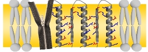 Wie die Zähne eines Reißverschlusses schmiegen sich die geladenen Aminosäuren (rot, blau) aneinander und verbinden so die Proteine.  (Bild: KIT )