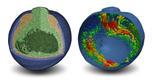 Röntgenphasenkontrast-Tomografie: Der frühe Froschembryo in zellularer Auflösung (links) und mit Zell- und Gewebebewegung über Flussfeldalgorithmen (rechts).(Bild: Alexey Ershov /KIT) 
