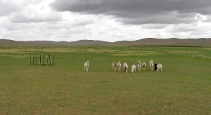 Großflächige Beweidung verringert die Abgabe von Lachgas aus Steppengebieten an die Atmosphäre – dies ermittelten die Forscher bei einer Langzeituntersuchung. Das Bild zeigt eine Schafweide in der Inneren Mongolei/China. (Foto: Benjamin Wolf) 
