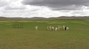 Large-area grazing reduces nitrous oxide emission from steppes into the atmosphere, according to a long-term study of the researchers. The photo shows a sheep-run in Inner Mongolia / China. (Photo: Benjamin Wolf)