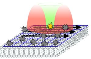 Beim STED-RICS-Mikroskop wird die fluoreszierende Zellmembran mit einem Licht-punkt abgerastert und dadurch ein Bild aufgenommen. (Abbildung: P.N. Hedde/KIT)