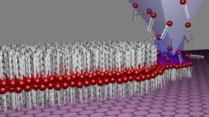 By means of lipid dip-pen nanolithography (L-DPN), lipid membranes are written directly onto the two-dimensional carbon graphene. (Graphics: Hirtz/Nature Communications)