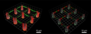 Rot und Grün eingefärbt sind die verschiedenen biologisch aktiven Oberflächen in der Fluoreszenzmikroskopaufnahme der neuartigen „Petrischale“. (Bild: KIT/B. Richter)