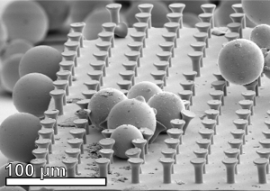 Glaskugeln zwischen Mikrohärchen, deren Pilzform die Haftung erhöht. (REM-Aufnahme: Michael Röhrig, KIT)