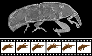 Auf dem 3-D-Röntgenbild sind die Hüftgelenke des Kornkäfers sichtbar, wie sie beim Klettern genau ineinandergreifen, zeigt nur ein 3-D-Röntgenfilm. (Aufnahme: dos Santos Rolo et al., PNAS, 2014)