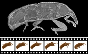 2014_032_3-D-Roentgenkino_schnelle_Bewegungen_in_Echtzeit_72dpi