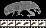 Auf dem 3-D-Röntgenbild sind die Hüftgelenke des Kornkäfers sichtbar, wie sie beim Klettern genau ineinandergreifen, zeigt nur ein 3-D-Röntgenfilm. (Aufnahme: dos Santos Rolo et al., PNAS, 2014)