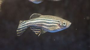 2014_047_Umsetzung_des_Erbguts_beim_Zebrafisch_ist_variabel_72dpi