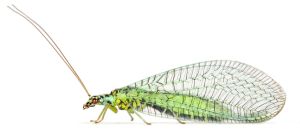 Die Florfliege Chrysopa perla und viele weitere Arten konnten nun mittels Gen- und Computeranalysen in einen Stammbaum der Insekten eingeordnet werden (Bild: Oliver Niehuis ZFMK Bonn)