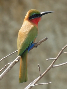 For the family of bee-eaters (on the photo Merops bullocki), the study revealed a close relationship to oscine birds, parrots, and birds of prey. (Photo: Peter Houde) 