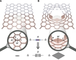 Mechanische Tarnkappe: In einer regelmäßigen bienenwabenartigen Struktur (links) wird ein Loch durch eine bestimmte Verzerrung darum ausgeglichen (rechts). Kräfte von außen wirken mit dieser „mechanischen Tarnkappe“ so, als wäre das Loch nicht vorhanden. 