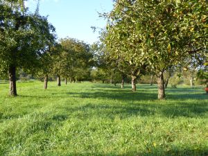 Potentieller Energieträger: Landschaftspflegegras von Streuobstflächen (Foto Leible / ITAS)