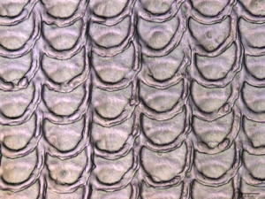 Schuppenstrukturen vertikal und horizontal überlappend (oben) bzw. in Reihen mit Abstand (unten) (Interferometer-Aufnahmen: Christian Greiner, KIT)