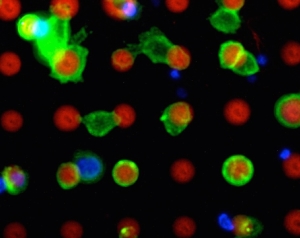 Auf der Mikroarray-Plattform (rot) bleiben die Zielzellen (grün) haften (Bild: Michael Hirtz / KIT).