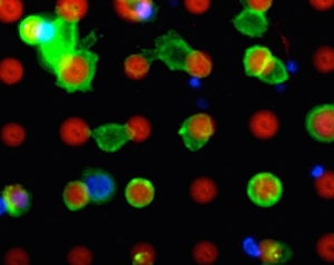 Target cells (green) stick to the microarray platform (red). (Photo: Michael Hirtz / KIT)