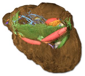 Das Gestein (braun) hat den Käfer konserviert und als Fossil erhalten. Vergängliches Weichgewebe und fragile Extremitäten sind hervorragend dreidimensional überliefert. (Bild: A.Schwermann/Th.van de Kamp/KIT)