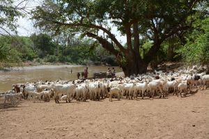 Wiederkäuer, wie diese Ziegen in Kenia, sind für den größten Teil der Methan-Emissionen aus der Landwirtschaft verantwortlich. (Foto: Klaus Butterbach-Bahl)