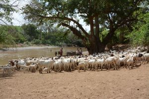 Ruminants, such as these goats in Kenya, are responsible for most of the methane emissions from agriculture. (Photo: Klaus Butterbach-Bahl)