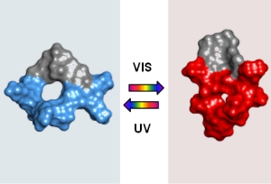 Das Molekül GS-DProSw kann aus seiner inaktiven Form (blau) durch sichtbares Licht aktiviert werden (rot), und durch UV Licht wieder „abgeschaltet“ werden (Bild. KIT). 
