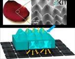 Biomimetik: Die Epidermis eines Rosenblütenblatts wird in einer transparenten Schicht nachgebildet; diese wird in die Vorderseite einer Solarzelle integriert. (Abbildung: Guillaume Gomard, KIT)