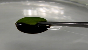 Die Wasserpflanze Salvinia kann dank feiner Haare auf der Blattoberfläche Mineralöl von Wasserflächen aufnehmen und binden. (Bild: C.Zeiger/KIT)