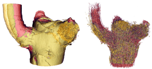 Outer skin (left) and vascular bundles (right) of dragon tree branch-stem attachments in the loaded (yellow) and unloaded (red) state. (Photo: Hesse/University of Freiburg)