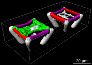 Dreidimensionale Mikrogerüste für die Kultivierung einzelner Zellen (Aktinfärbung in grün), die durch photochemische Prozesse mit zwei unterschiedlichen Proteinen (rot, magenta) gezielt funktionalisiert wurden (Foto: Benjamin Richter/KIT).