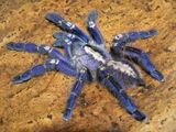 Die blaue Vogelspinne (Poecilotheria metallica) inspirierte Forscher zur Herstellung nicht irisierender struktureller Farben. (Foto: Tom Patterson)