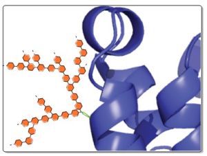 Schematische Darstellung eines genetisch gezielt veränderten Proteins mit Glykanstruktur (Grafik: KIT)