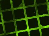 Im mikroskopischen Fluoreszenzbild lassen sich die Strukturen aus Molekülen erkennen, die zu Testzwecken auf die bioabbaubare Beschichtung gedruckt wurden. (Bild: KIT)  