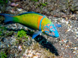 From December 17, the video project will provide insights into the colorful underwater world first in Karlsruhe and then in other German cities. (Photo: Nils Pickert)