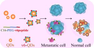 Nanoparticles with the v6 peptide specifically bind to tumor cells. (Figure: Pavel Levkin / KIT)