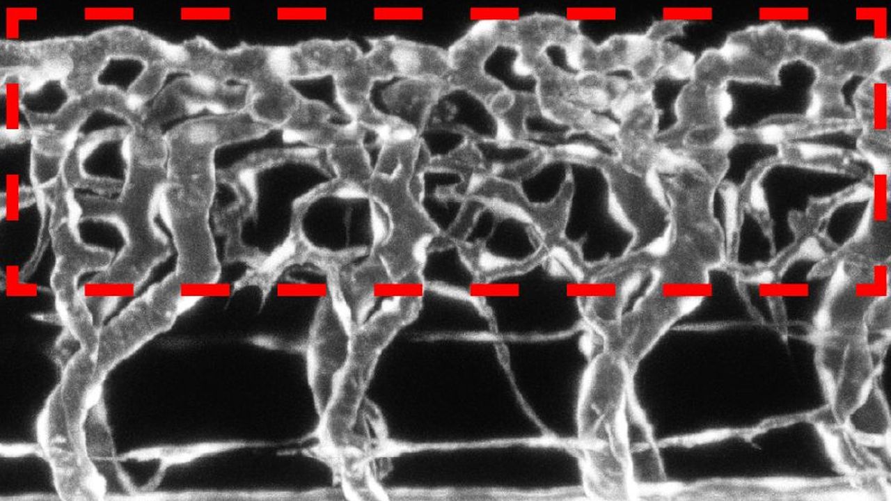 Hochgradig verzweigtes Netz aus Blutgefäßen (weiß) um das Rückenmark eines Zebrafischembryos (rot umrandet). (Bild: le Noble / KIT)