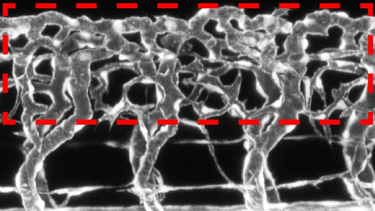 2017_002_Nature_Com_-_Nervenzellen_modulieren_Wachstum_von_Blutgefaessen_72dpi