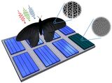 Nanostrukturen auf dem Flügel von Pachliopta aristolochiae lassen sich auf Solarzellen übertragen und steigern deren Absorptionsraten um bis zu 200 Prozent (Grafik: Radwanul H. Siddique, KIT/CalTech)