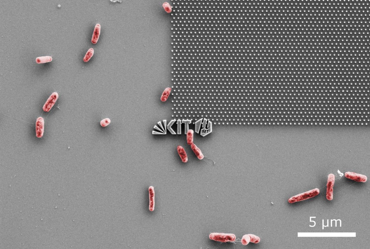 Scanning electron microscopy: E. coli bacteria try to dock with a nanostructured model surface. (Photo: Patrick Doll, KIT)