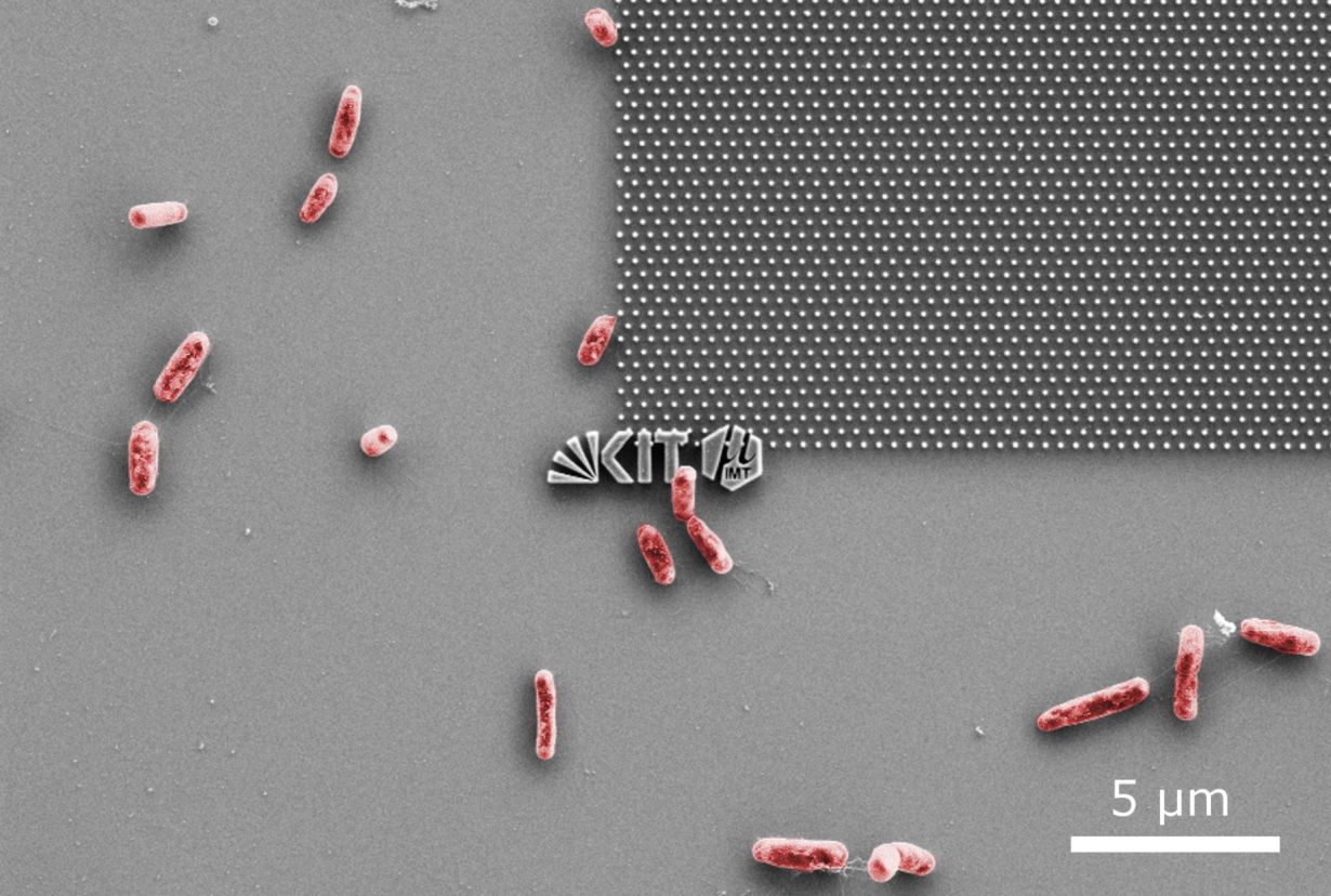 Aufnahme mit dem Rasterelektronenmikroskop: E. coli-Bakterien versuchen an einer nanostrukturierten Modelloberfläche anzudocken. (Abb.: Patrick Doll, KIT)