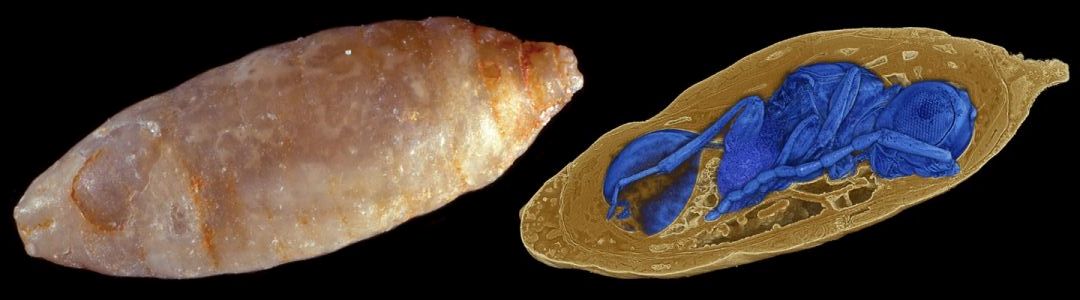 Die Synchrotron-Röntgen-Mikrotomographie macht ihn möglich: den Blick ins Innere Millionen Jahre alter Fliegenpuppen. (Abb.: Georg Oleschinski, Universität Bonn (Foto) und Thomas van de Kamp, KIT (Rendering); Nature Communications)