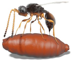 Digitally resurrected: The parasitic wasp Xenomorphia resurrecta deposits an egg in a fly pupa. (Figure: Thomas van de Kamp, KIT; Nature Communications) 