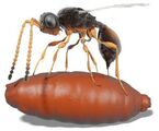 Digital wiederauferstanden: Die parasitische Wespe Xenomorphia resurrecta legt ein Ei in einer Fliegenpuppe ab. (Abb.: Thomas van de Kamp, KIT; Nature Communications). 