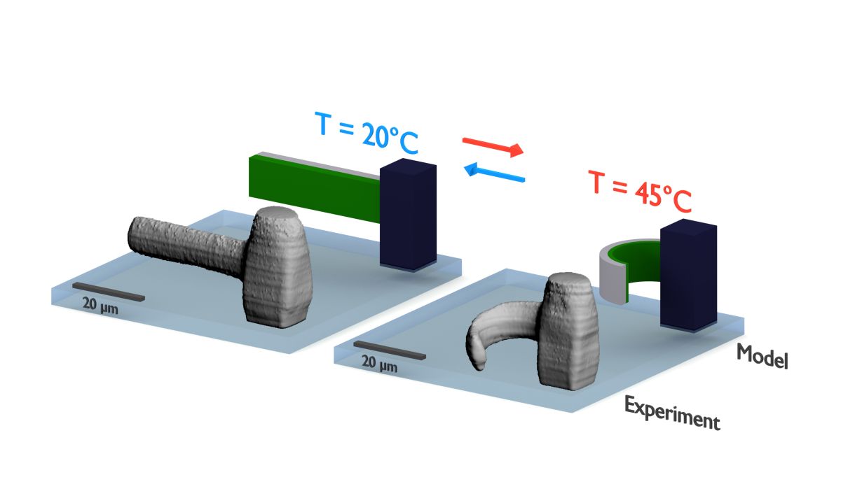 Das richtige Material macht’s: Die Objekte aus dem 3D-Drucker sind auch nach dem Druck noch beweglich und können etwa durch Temperaturänderung stimuliert werden. (Grafik: Marc Hippler, KIT)