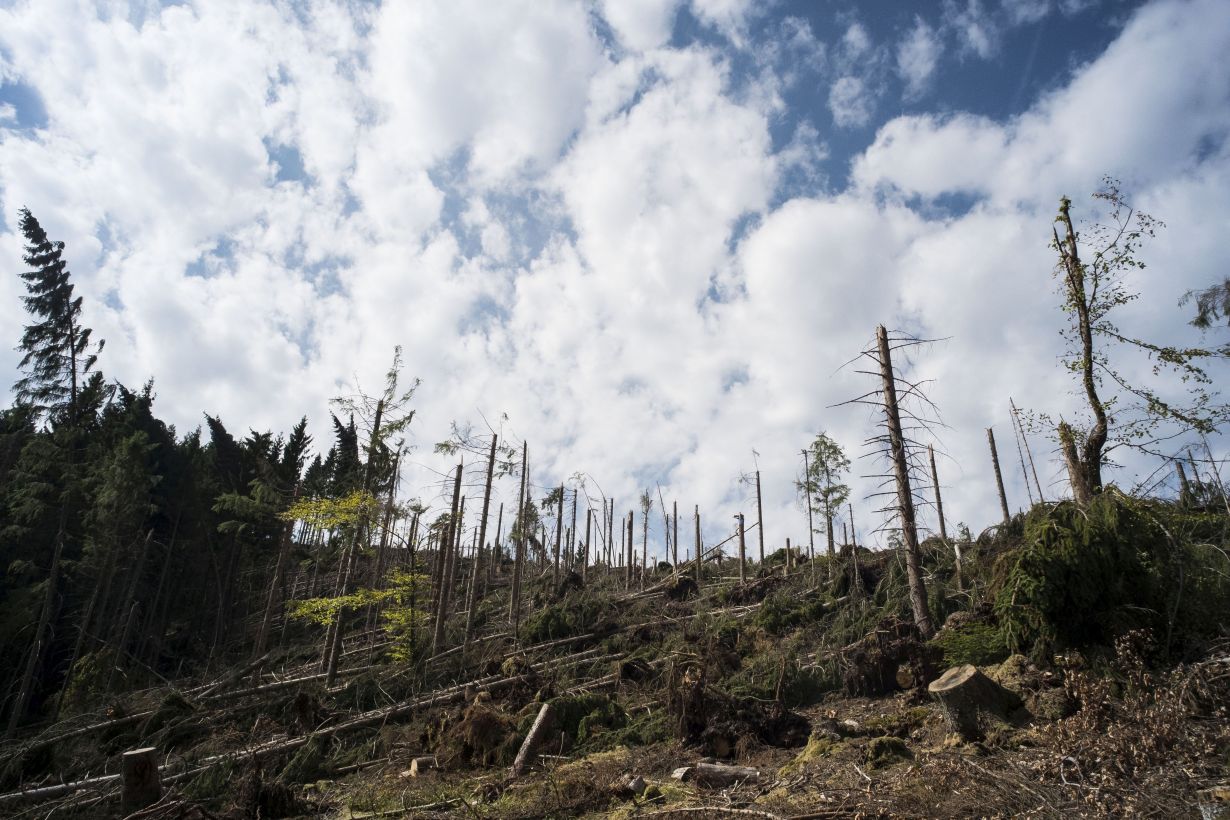 Abforstung und intensive Land- sowie Weidewirtschaft – die Landnutzung durch den Menschen trägt ebenso zum Klimawandel bei, wie fossile Kraftwerke und Verbrennungsmotoren (Foto: Markus Breig, KIT)