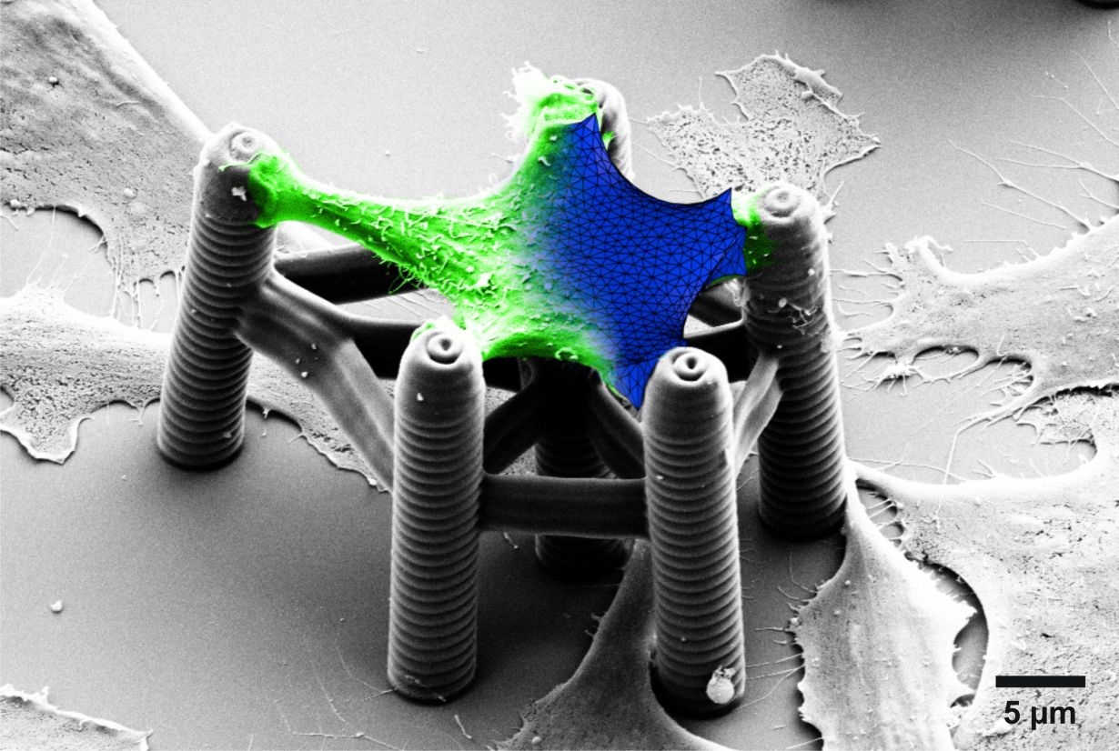 3D printing enables many big and very small applications: with special ink, bioscaffolds for cell tissue can be produced. (Photo: Martin Bastmeyer, KIT)