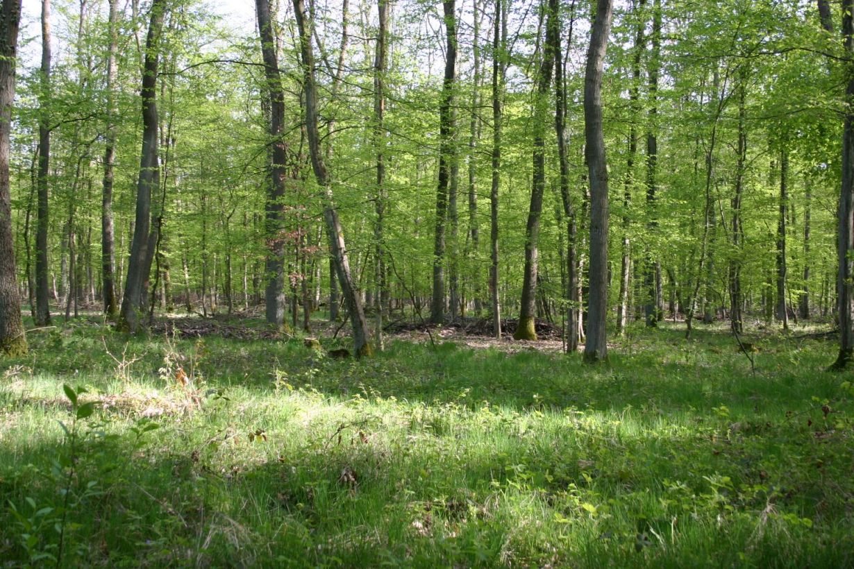 Wälder binden großen Mengen an CO2 – und wirken so der Klimaerwärmung entgegen. (Foto: Gabi Zachmann, KIT