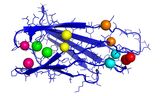 Fibronektin spielt bei der Wundheilung eine bedeutende Rolle. Die Grafik zeigt einen wichtigen Teil des Proteins mit Kontaktpaaren (jeweils gleichfarbige Kugeln). (Abbildung: Ines Reinartz, KIT) 