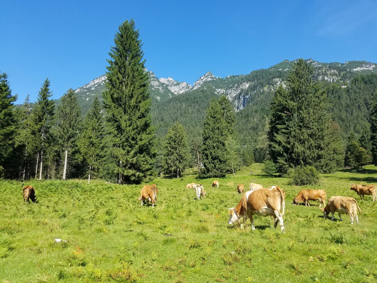 Ein Vergrößern der Wälder kann wesentlich dazu beitragen, das Pariser Klimaziel zu erreichen – konkurriert allerdings mit der Landwirtschaft um Fläche. (Foto: Sam Rabin, KIT)